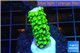 Acropora full neon green 2-3 cm WYSIWYG acclimaté