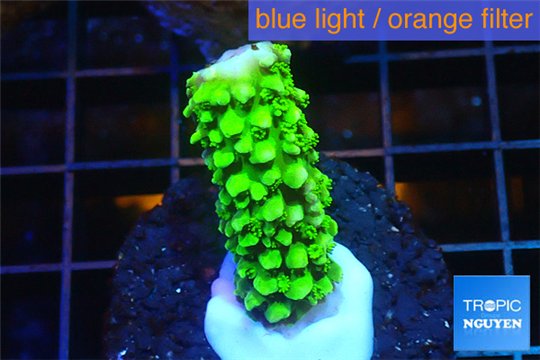 Acropora full neon green 2-3 cm WYSIWYG acclimaté