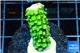 Acropora full neon green 2-3 cm WYSIWYG acclimaté
