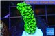 Acropora full neon green 2-3 cm WYSIWYG acclimaté