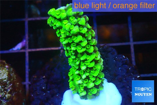 Acropora full neon green 2-3 cm WYSIWYG acclimaté