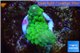 Acropora humilis green purple Fijii 2-3 cm WYSIWYG acclimaté