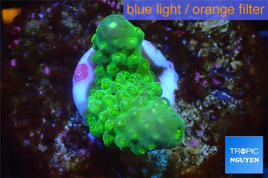 Acropora humilis green purple Fijii 2-3 cm WYSIWYG acclimaté
