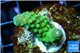 Acropora humilis green purple Fijii 2-3 cm WYSIWYG acclimaté