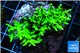 Acropora echinata neon green Indonesia 5-8 cm WYSIWYG acclimaté