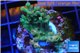 Acropora mango Indonesia 2-3 cm WYSIWYG acclimaté
