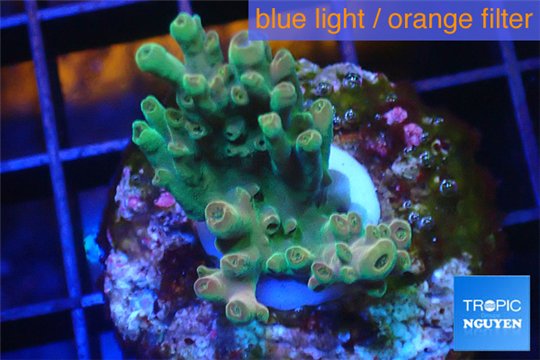 Acropora mango Indonesia 2-3 cm WYSIWYG acclimaté