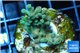 Acropora mango Indonesia 2-3 cm WYSIWYG acclimaté