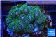 Pocillopora green & pink tip 3-4 cm WYSIWYG acclimaté