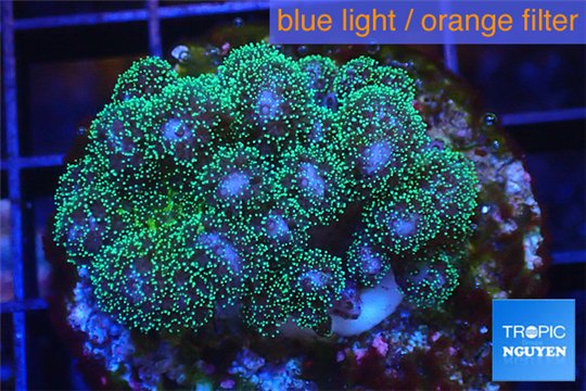 Pocillopora green & pink tip 3-4 cm WYSIWYG acclimaté