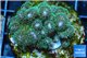 Pocillopora green & pink tip 3-4 cm WYSIWYG acclimaté
