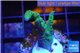 Acropora green & purple Indonesia 2-4 cm WYSIWYG acclimaté