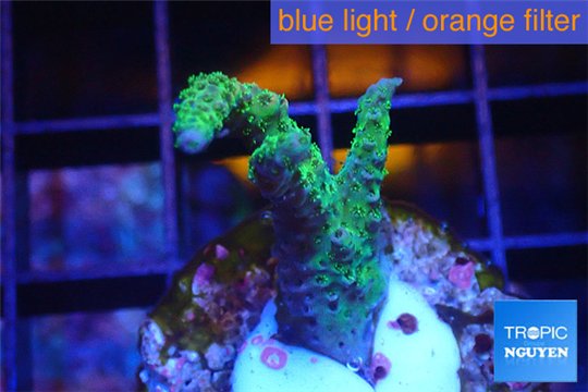 Acropora green & purple Indonesia 2-4 cm WYSIWYG acclimaté