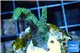 Acropora green & purple Indonesia 2-4 cm WYSIWYG acclimaté