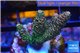 Acropora millepora pink & green Indonesia 3-4 cm WYSIWYG acclimaté
