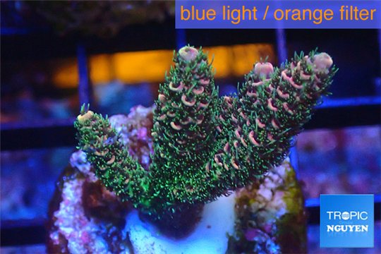 Acropora millepora pink & green Indonesia 3-4 cm WYSIWYG acclimaté