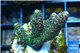 Acropora millepora pink & green Indonesia 3-4 cm WYSIWYG acclimaté