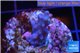 Acropora purple Indonesia 2-3 cm WYSIWYG acclimaté