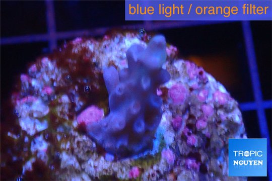 Acropora purple Indonesia 2-3 cm WYSIWYG acclimaté
