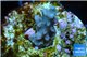 Acropora purple Indonesia 2-3 cm WYSIWYG acclimaté
