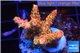 Acropora sunset pink toxic green polyps 2-4 cm WYSIWYG acclimaté