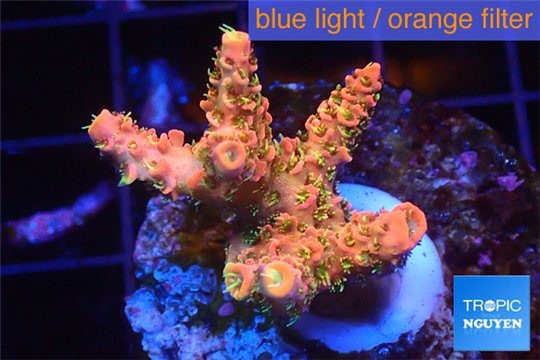 Acropora sunset pink toxic green polyps 2-4 cm WYSIWYG acclimaté