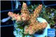 Acropora sunset pink toxic green polyps 2-4 cm WYSIWYG acclimaté