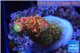 Acropora sunset pink toxic green polyps 1-3 cm WYSIWYG acclimaté