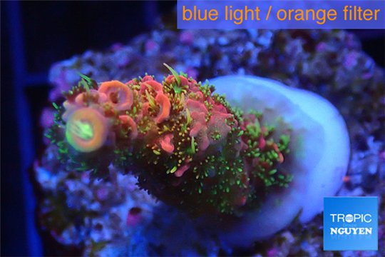 Acropora sunset pink toxic green polyps 1-3 cm WYSIWYG acclimaté