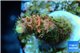Acropora sunset pink toxic green polyps 1-3 cm WYSIWYG acclimaté