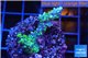 Acropora joker 2-3 cm WYSIWYG acclimaté
