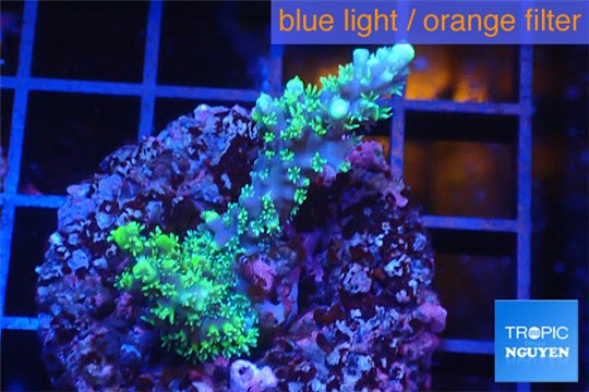 Acropora joker 2-3 cm WYSIWYG acclimaté