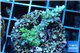 Acropora joker 2-3 cm WYSIWYG acclimaté