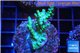 Acropora green purple Indonesia 3-4 cm WYSIWYG acclimaté