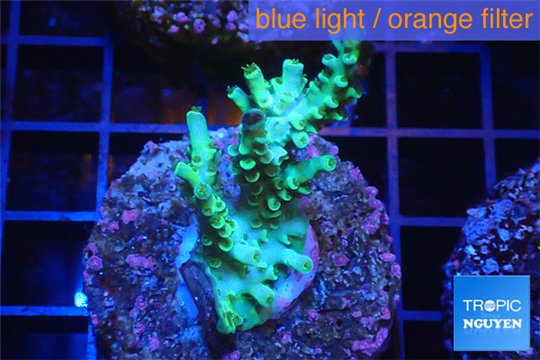 Acropora green purple Indonesia 3-4 cm WYSIWYG acclimaté