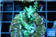 Acropora green purple Indonesia 3-4 cm WYSIWYG acclimaté