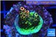 Acropora millepora pink & green Indonesia 1-2 cm WYSIWYG acclimaté