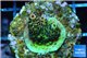 Acropora millepora pink & green Indonesia 1-2 cm WYSIWYG acclimaté