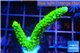 Acropora full neon green 3-5 cm WYSIWYG acclimaté