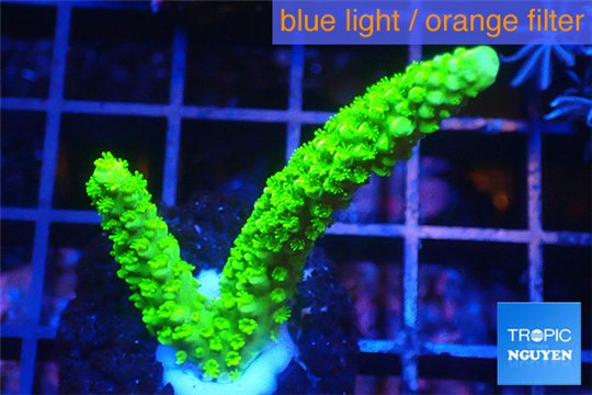 Acropora full neon green 3-5 cm WYSIWYG acclimaté