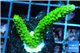 Acropora full neon green 3-5 cm WYSIWYG acclimaté