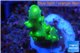 Acropora green yellow polyps Fijii 1-2 cm WYSIWYG acclimaté