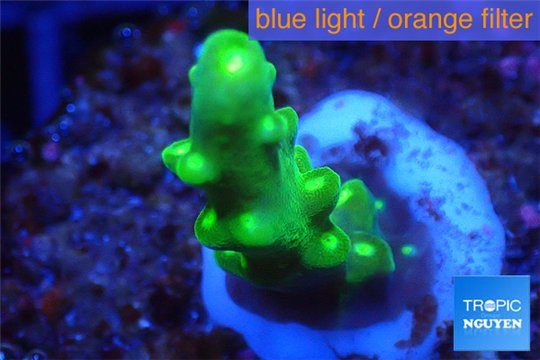 Acropora green yellow polyps Fijii 1-2 cm WYSIWYG acclimaté