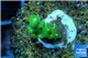 Acropora green yellow polyps Fijii 1-2 cm WYSIWYG acclimaté