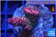 Acropora millepora pink Indonesia 2-4 cm WYSIWYG acclimaté