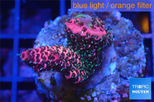 Acropora millepora pink Indonesia 2-4 cm WYSIWYG acclimaté