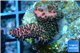 Acropora millepora pink Indonesia 2-4 cm WYSIWYG acclimaté