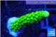 Acropora full neon green 2-4 cm WYSIWYG acclimaté