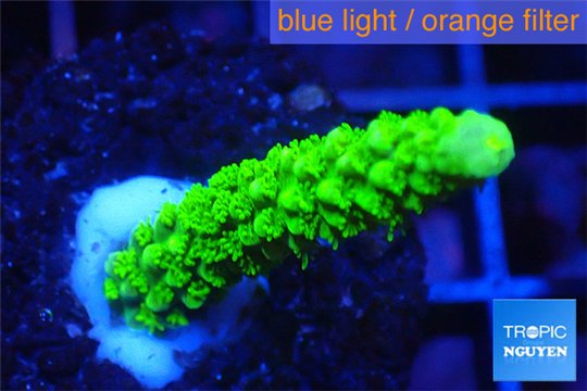 Acropora full neon green 2-4 cm WYSIWYG acclimaté
