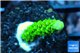 Acropora full neon green 2-4 cm WYSIWYG acclimaté